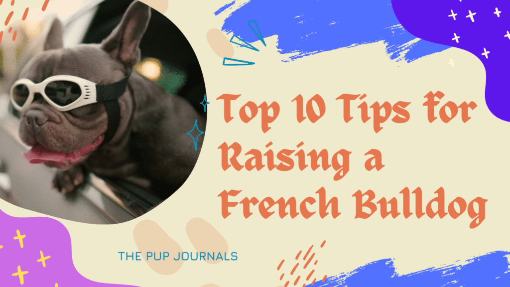 Top 10 Tips for Raising a French Bulldog