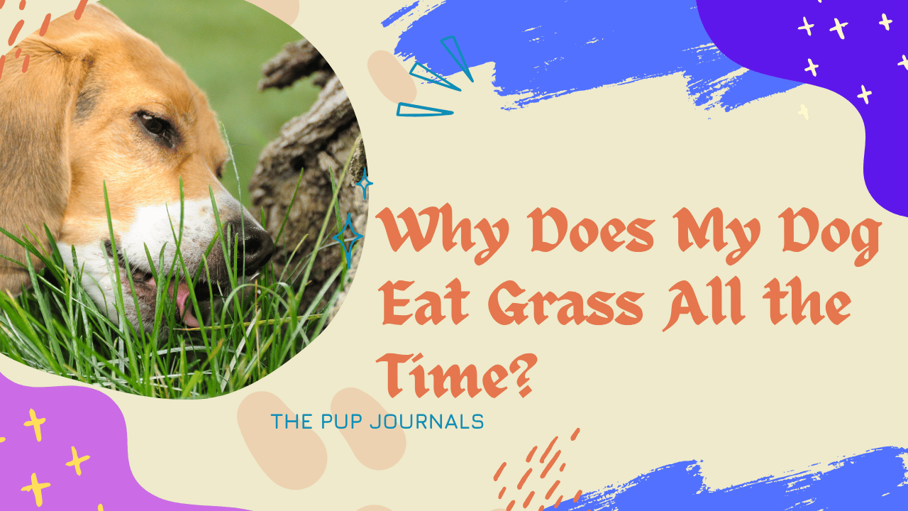 Why Does My Dog Eat Grass All the Time?