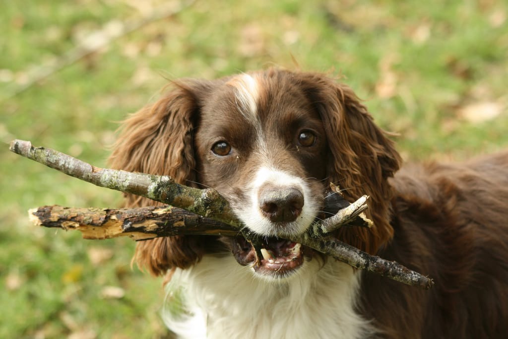 Innate Behavior of dogs