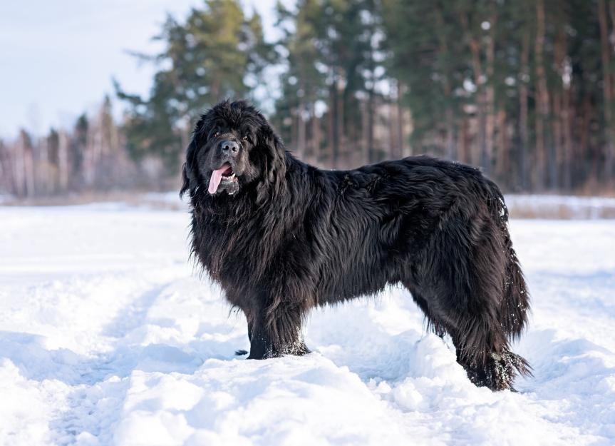 Newfoundland Dog 2