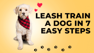Leash Train a Dog in 7 Easy Steps