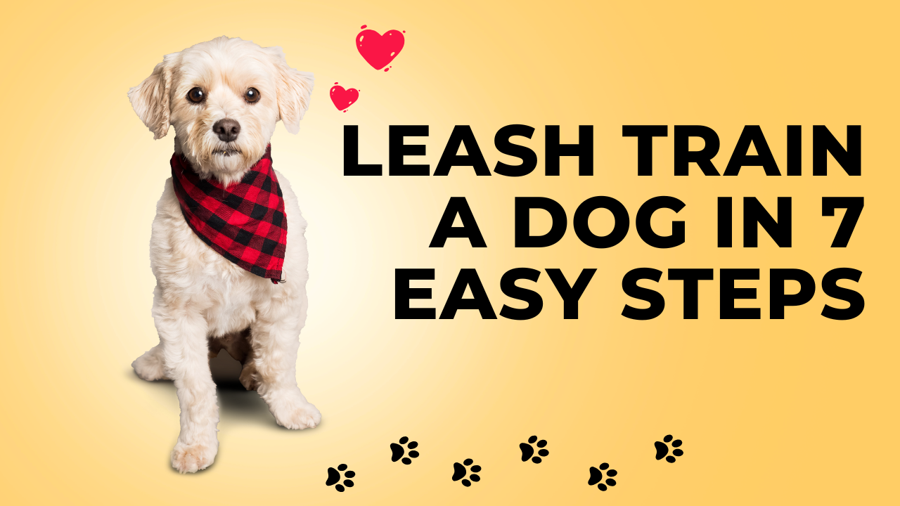 Leash Train a Dog in 7 Easy Steps
