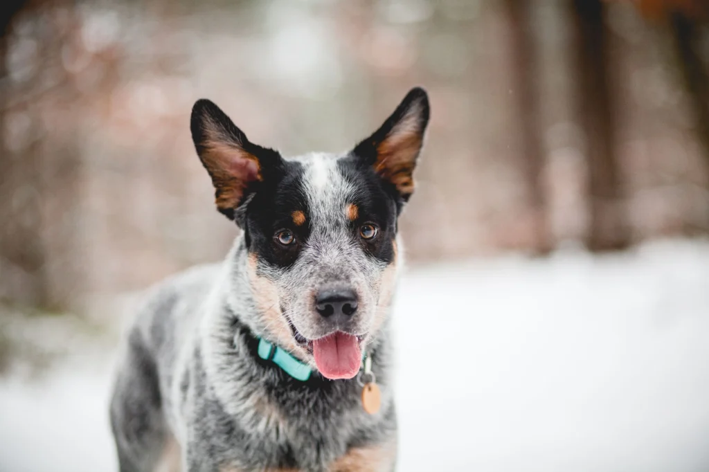 Australian Cattle Dog
Dog Breed