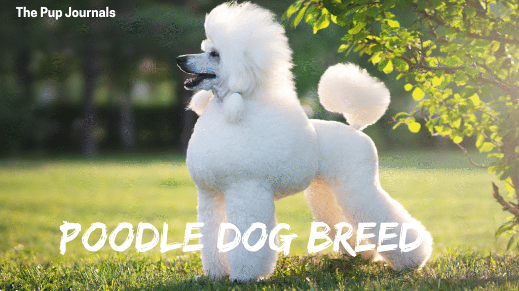 Poodle