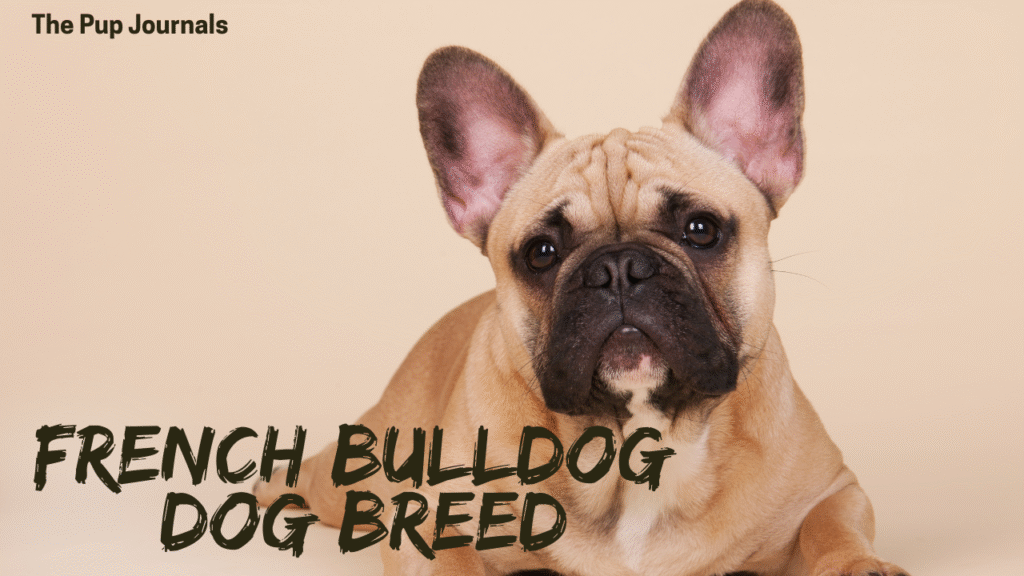 french bulldog