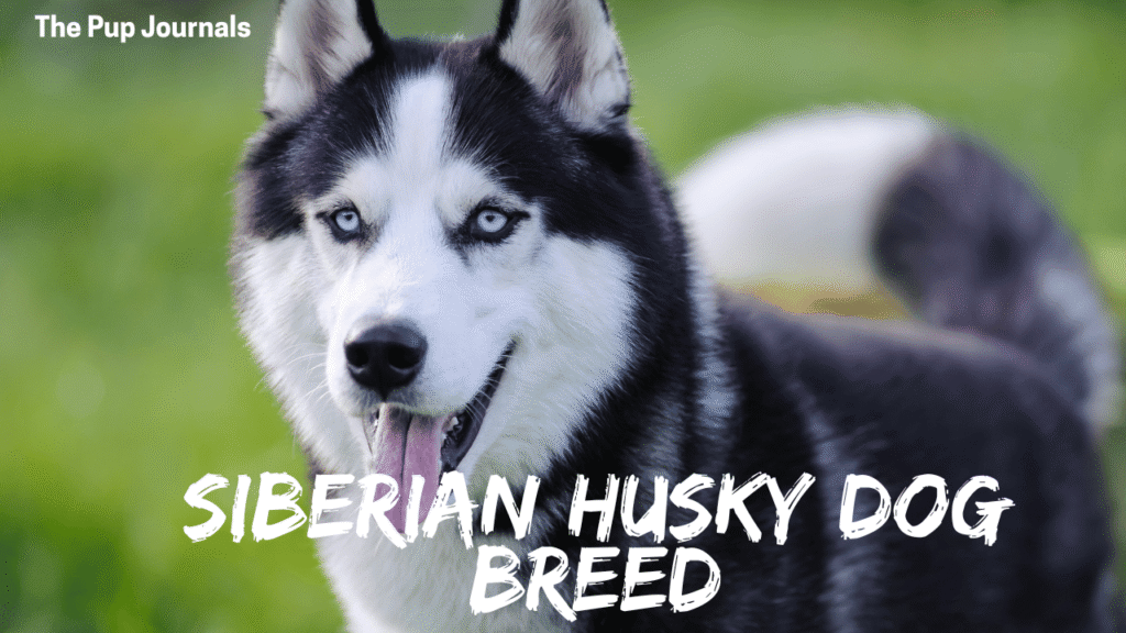 Siberian Husky Dog Breed