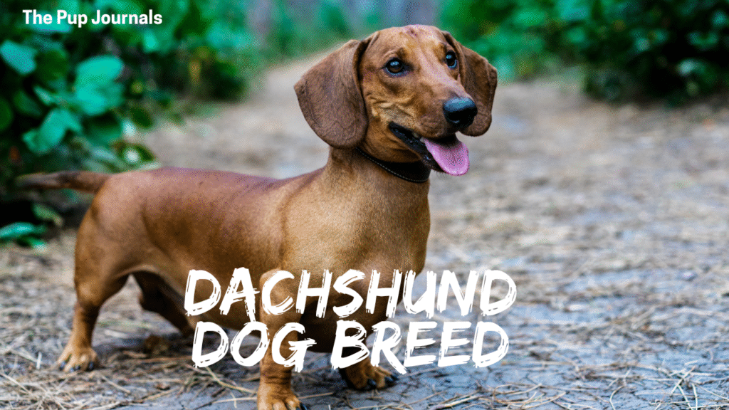 Dachshund Dog Breed