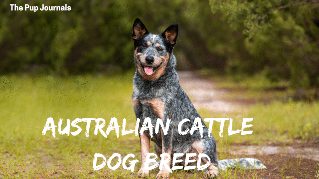 Australian Cattle Dog Dog Breed