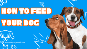 How to Feed Your Dog