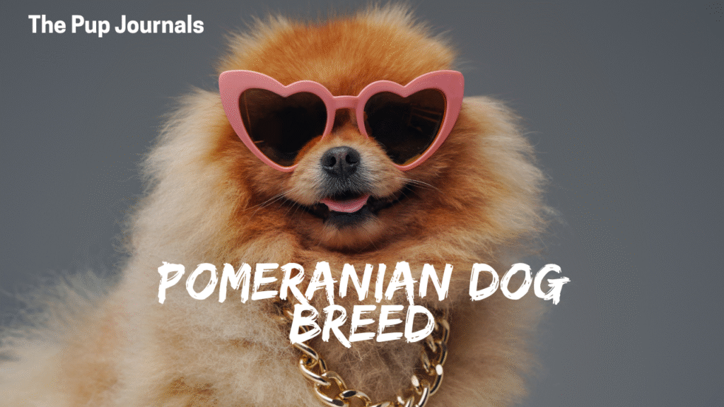 Pomeranian Dog Breed
