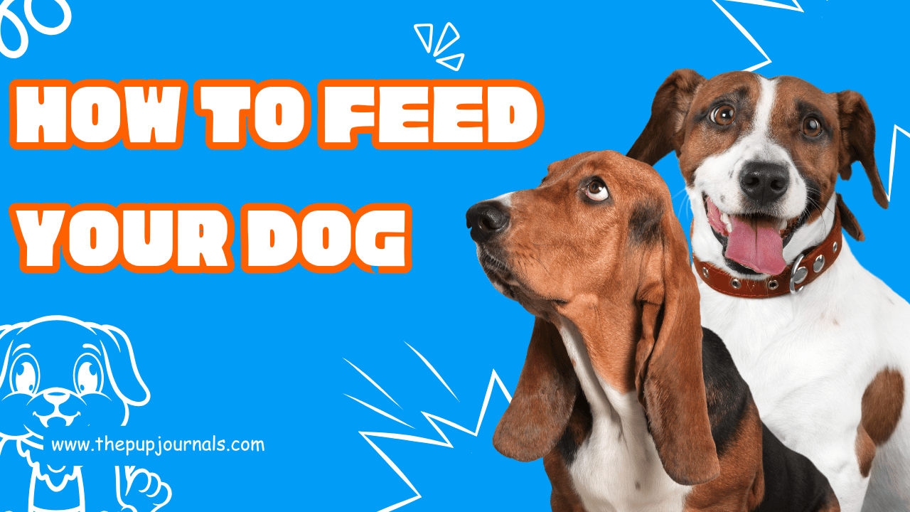 How to Feed Your Dog