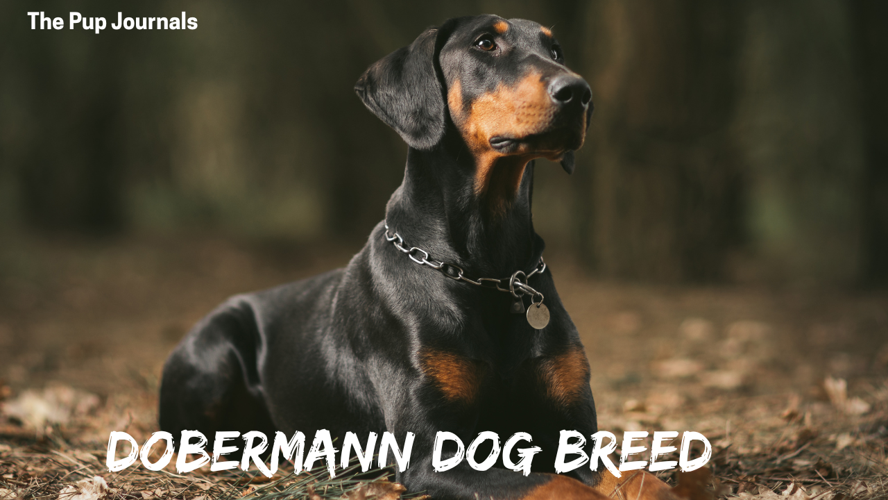 Dobermann Dog Breed: Top Tips for Health, Training, and Care