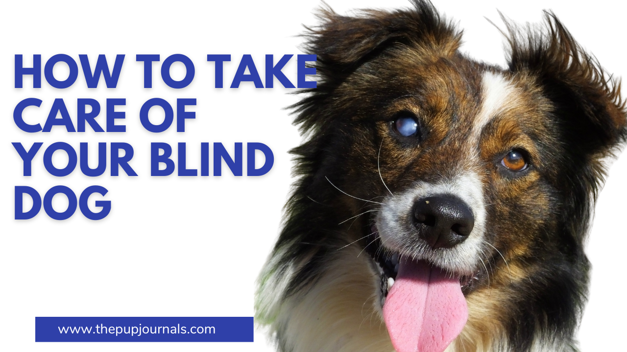 How to Care for Your Blind Dog: A Complete Guide for Pet Parents