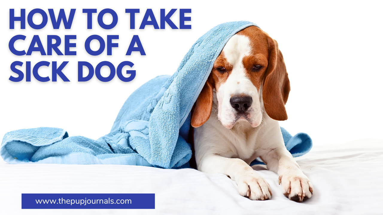 sick dog care