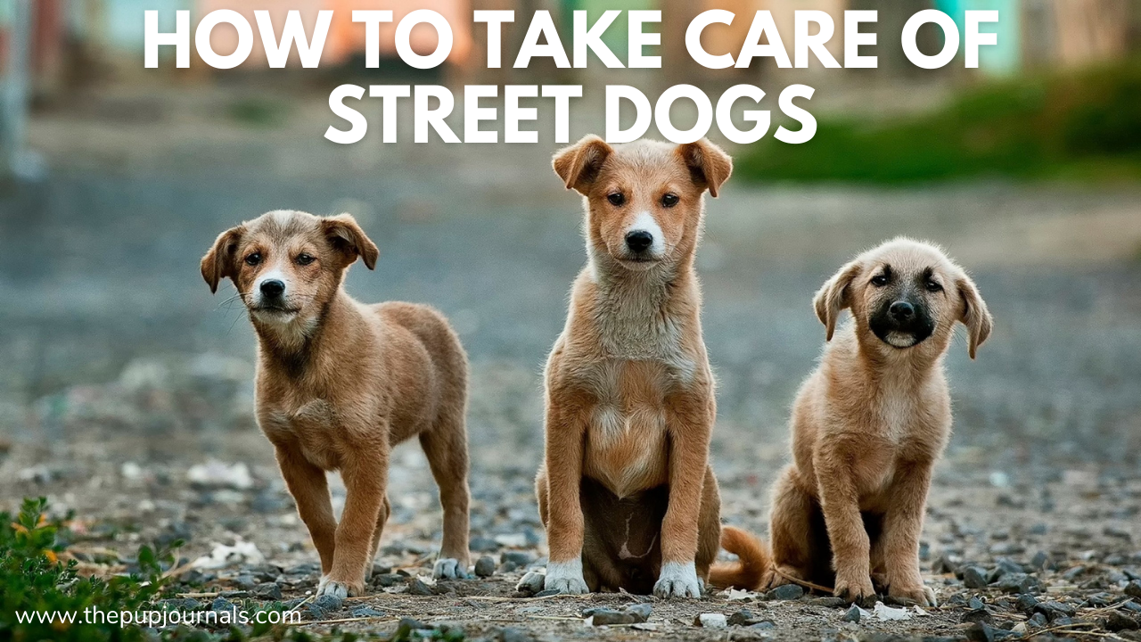 How to Care for Your Street Dogs: A Complete Guide for Kind-Hearted Animal Lovers