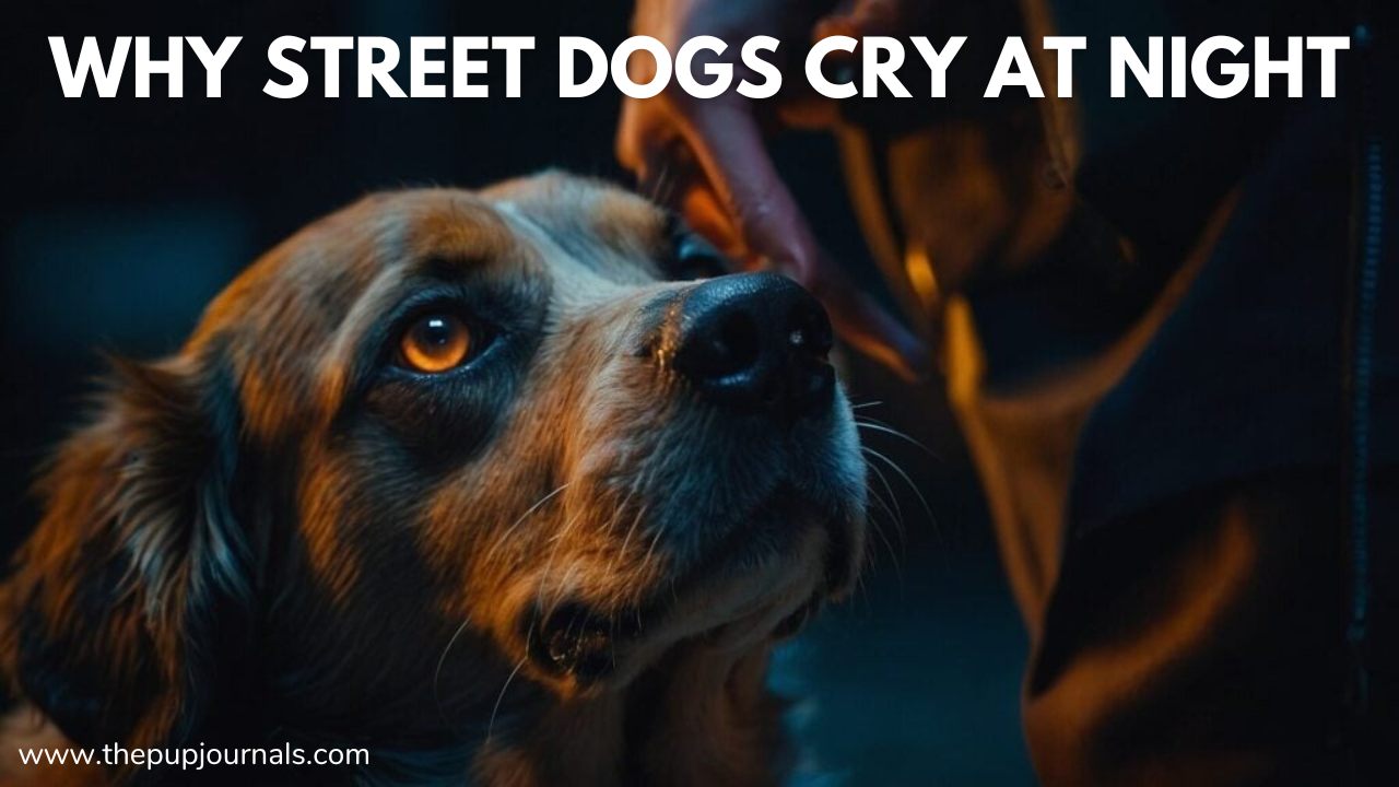 Why Street Dogs Cry at Night